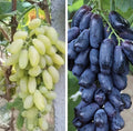 Finger Grape Seed Mix - Green & Purple Edible Fruit - Organic Non-GMO - Vitis vinifera - Garden Seeds - TX USA