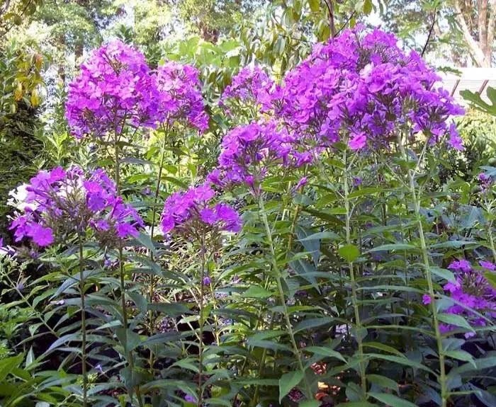 Tall Phlox Plants - 24in+ Live Flowering Perennials - Mixed Colors (Phlox paniculata) - Organic & Pesticide-Free - 10+ Pack