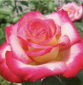 Rose Cuttings - 12 Virus-Free Plants - 10 Different Old Varieties - Rosa spp.