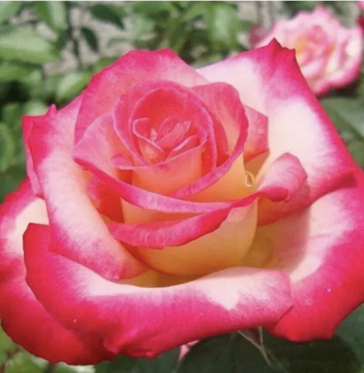 Rose Cuttings - 12 Virus-Free Plants - 10 Different Old Varieties - Rosa spp.