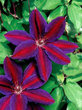 Clematis Seeds 25 Pack, Large Bloom Purple Red Climbing Perennial Garden Flower, Clematis spp.