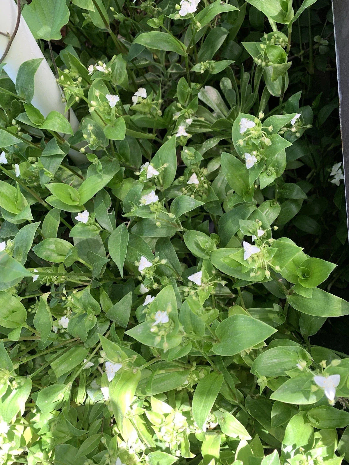 10 Cuttings Tradescantia Green Wandering Jew, Live Plant Propagation, Tradescantia zebrina