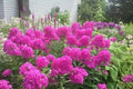 Tall Garden Phlox Plants (3-Pack) - Fragrant, Butterfly-Friendly, 3ft - Phlox paniculata - Spring 2025 Shipping