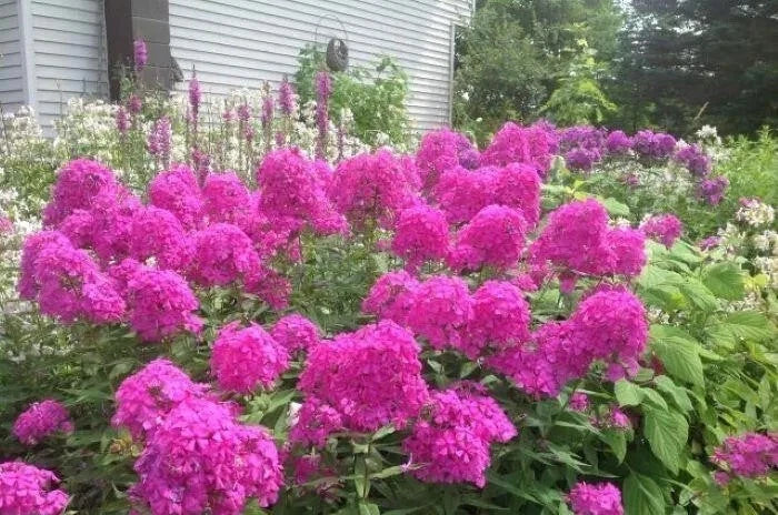 Tall Garden Phlox Plants (3-Pack) - Fragrant, Butterfly-Friendly, 3ft - Phlox paniculata - Spring 2025 Shipping