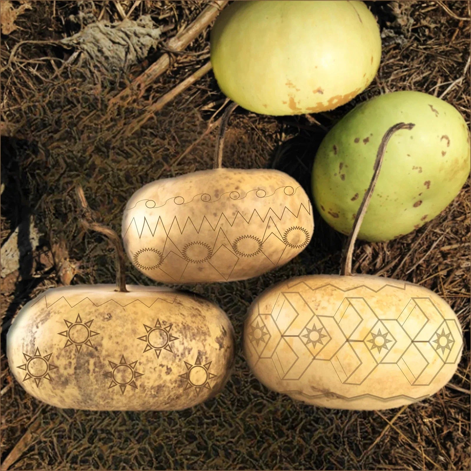 Corsican Gourd Seeds - Hard-Shelled Ornamental Gourds - Ideal for 2025 Planting - Cucurbita myosuroides