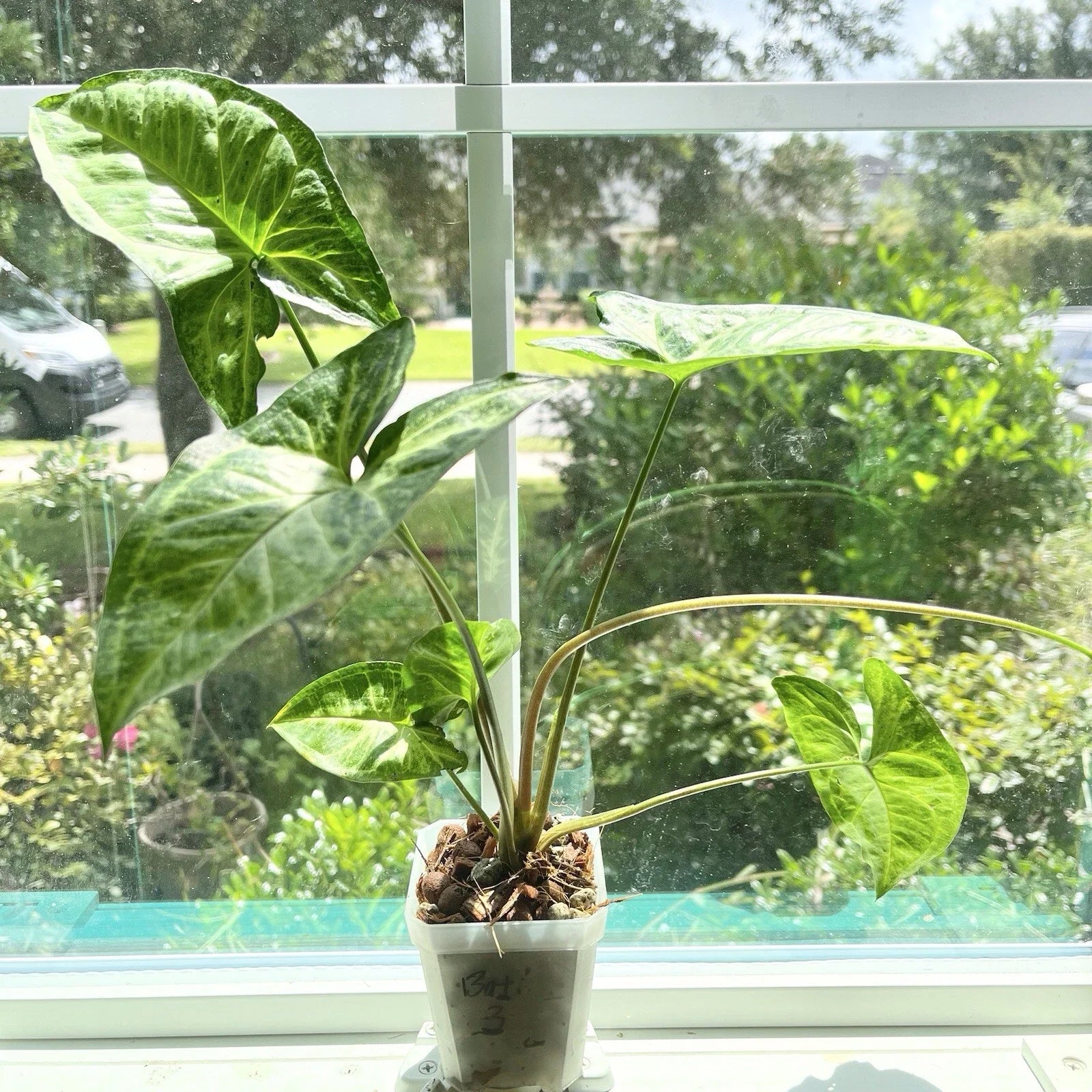 Syngonium Batik Plant #3 - Potted Rooted Houseplant - Syngonium podophyllum