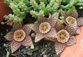 Orbea Variegata Plant - 3" Diameter Potted Starfish Plant - RARE, Unique Succulent, Variegated Foliage, Easy Care
