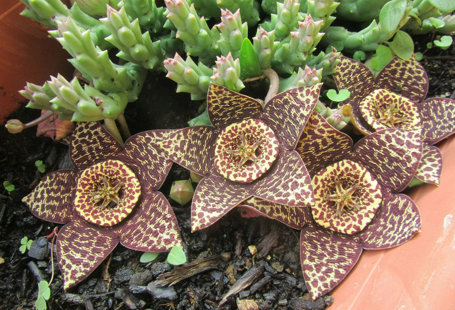 Orbea Variegata Plant - 3" Diameter Potted Starfish Plant - RARE, Unique Succulent, Variegated Foliage, Easy Care