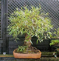 Willow Tree Bundle - 1 Fast Growing Aussie Willow + 1 Weeping Willow - Salix babylonica & Salix australis