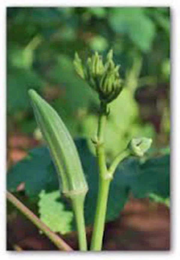 Okra Seeds 500 Count Perkins Long Pod Heirloom Non-GMO (Abelmoschus esculentus)