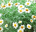 German Chamomile Seeds - 2000+ Seeds - Tea Chamomile - Matricaria chamomilla - Annual Herb - USA
