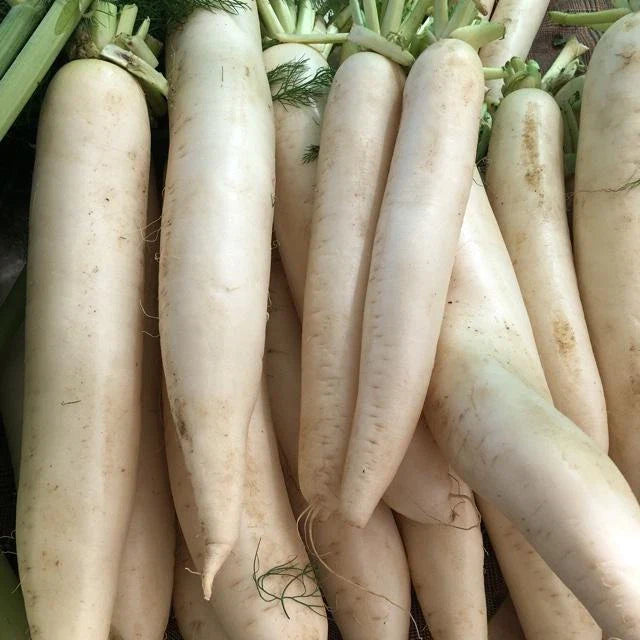 Daikon Radish Seeds, Extremely Large, Deer Food Plot, Japanese Horseradish (Raphanus sativus var. longipinnatus)