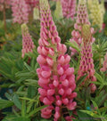 Gallery Pink Lupine Seeds - 25+ Pack - Lupinus polyphyllus - Ideal for Garden Planting - USA