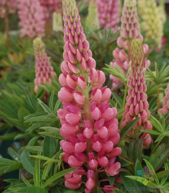 Gallery Pink Lupine Seeds - 25+ Pack - Lupinus polyphyllus - Ideal for Garden Planting - USA