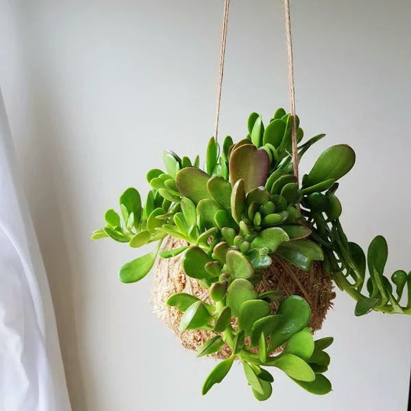 Trailing Weeping Creeping Jade Succulents - 6" Cuttings, Senecio Jacobsenii, 3-Pack