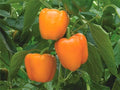 Orange Sun Sweet Bell Pepper Seeds - Heirloom, NON-GMO, Fresh - Capsicum annuum