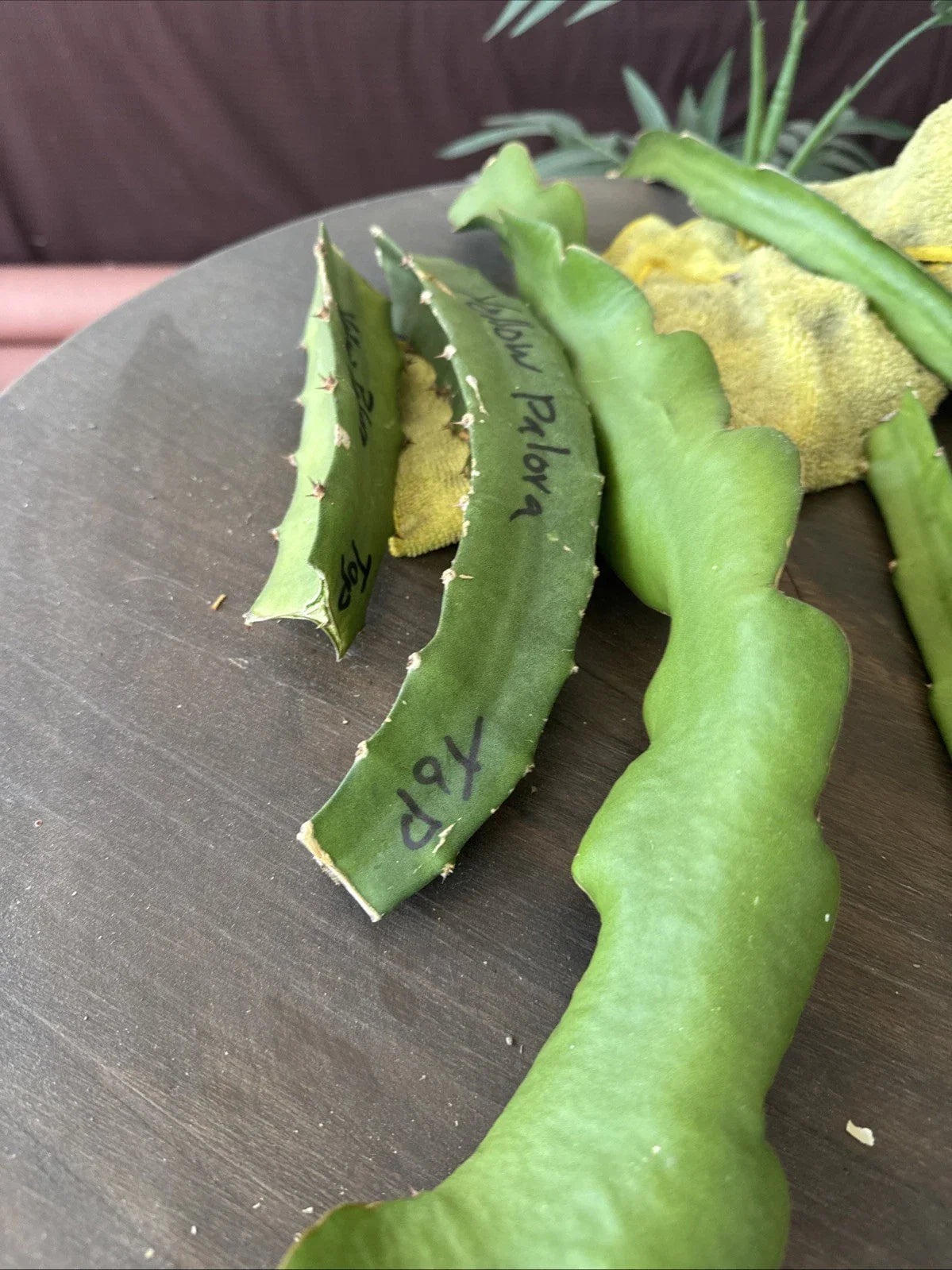 Organic Dragon Fruit Cuttings - 4 Pack, 8-12 Inches Long, Hylocereus Undatus, Edible Cactus for Home Gardening