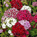 Sweet William Wildflower Seeds 1/4 Lb Mylar Packet - Dianthus barbatus - Everwilde Farms