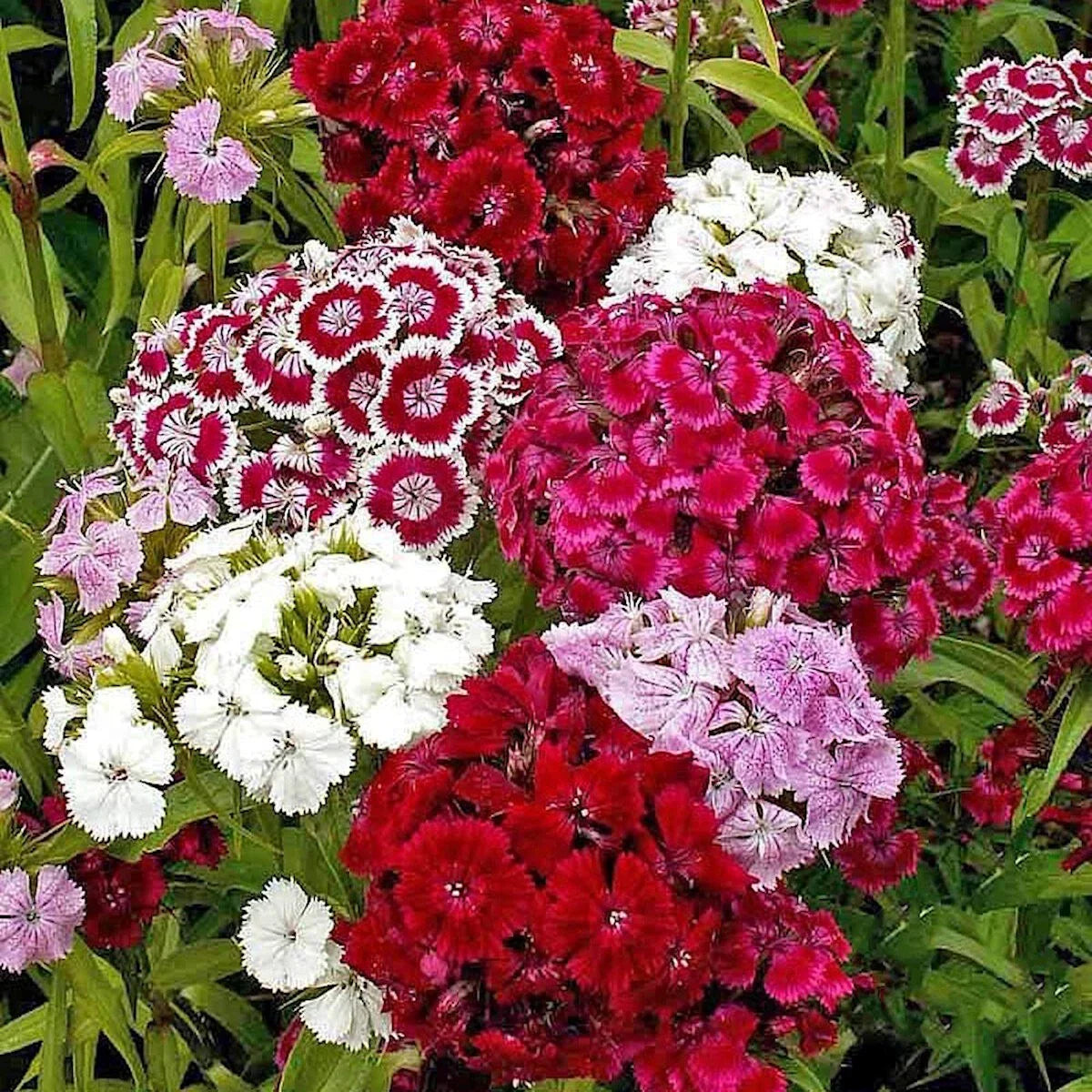 Sweet William Wildflower Seeds 1/4 Lb Mylar Packet - Dianthus barbatus - Everwilde Farms