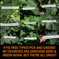 Fig Tree Cuttings - 9 Varieties - Gen Nero, Longue D'Aout - Perfect for Propagation and Gardening - Ficus carica
