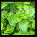 Sweet Mint Live Plants - Perfect for Mojitos - Mentha spicata