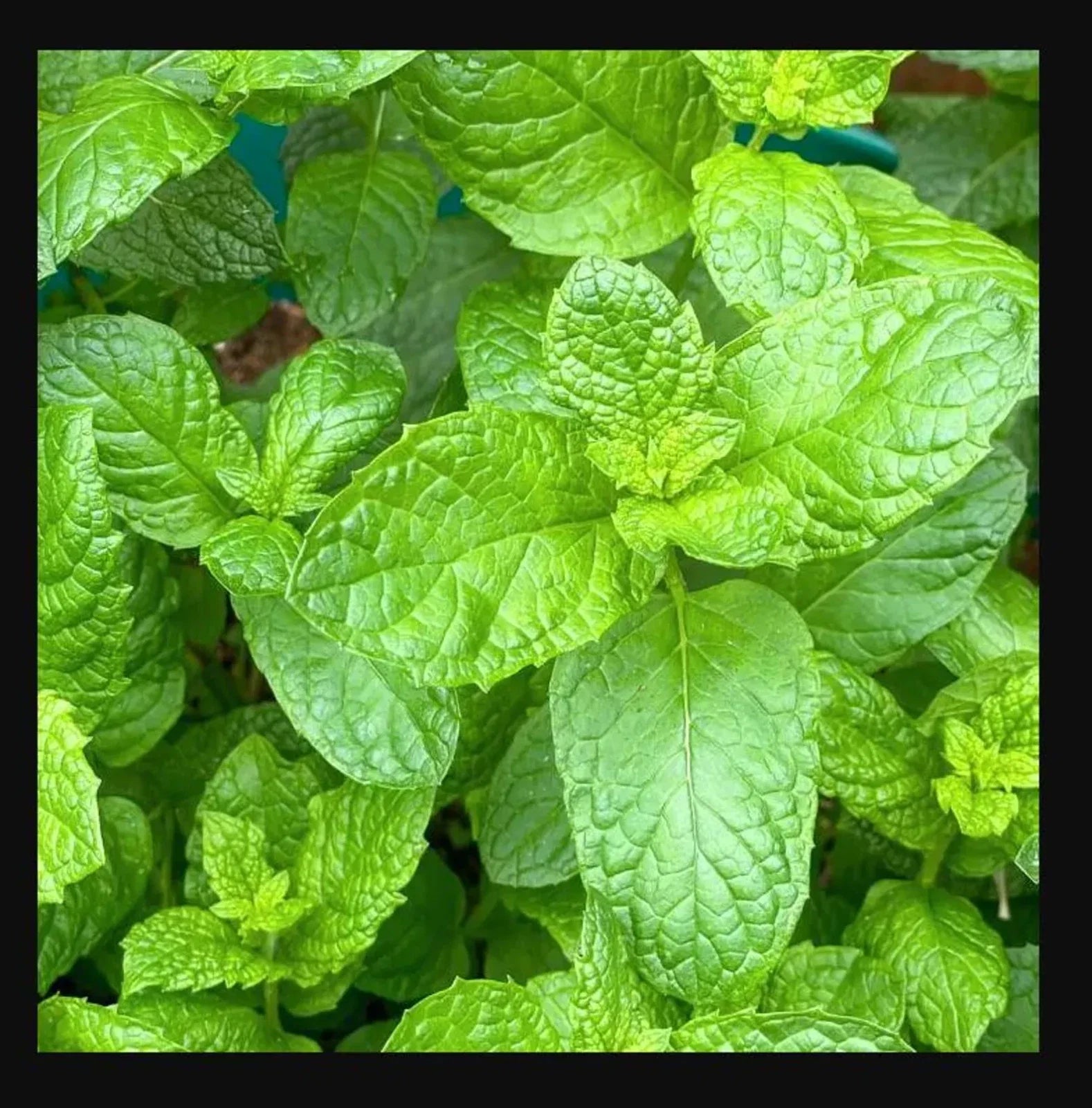 Sweet Mint Live Plants - Perfect for Mojitos - Mentha spicata