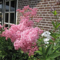 Rare Queen of The Prairie Seeds - 15 Seeds - Filipendula rubra - Native Wildflower for Garden and Landscape