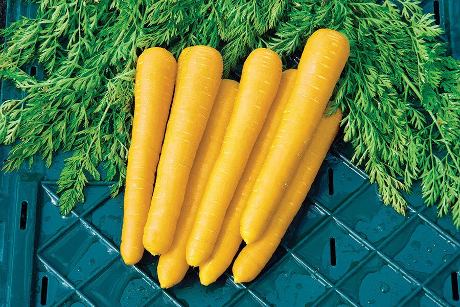 Gold Nugget Carrot Seeds - 1000+ Count - Organic Vegetable Seeds for Garden Planting - Daucus carota