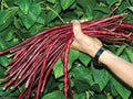 Red Yard Long Bean Seeds - 20 Seeds - Asparagus Bean | Snake Bean | Phaseolus angularis