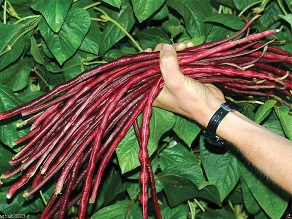 Red Yard Long Bean Seeds - 20 Seeds - Asparagus Bean | Snake Bean | Phaseolus angularis