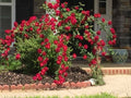 Dr. Huey Rose Plant Cuttings - 6 Live Climbing Bush Shrub Cuttings - Rosa 'Dr. Huey'