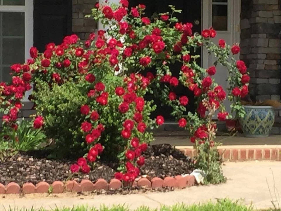 Dr. Huey Rose Plant Cuttings - 6 Live Climbing Bush Shrub Cuttings - Rosa 'Dr. Huey'