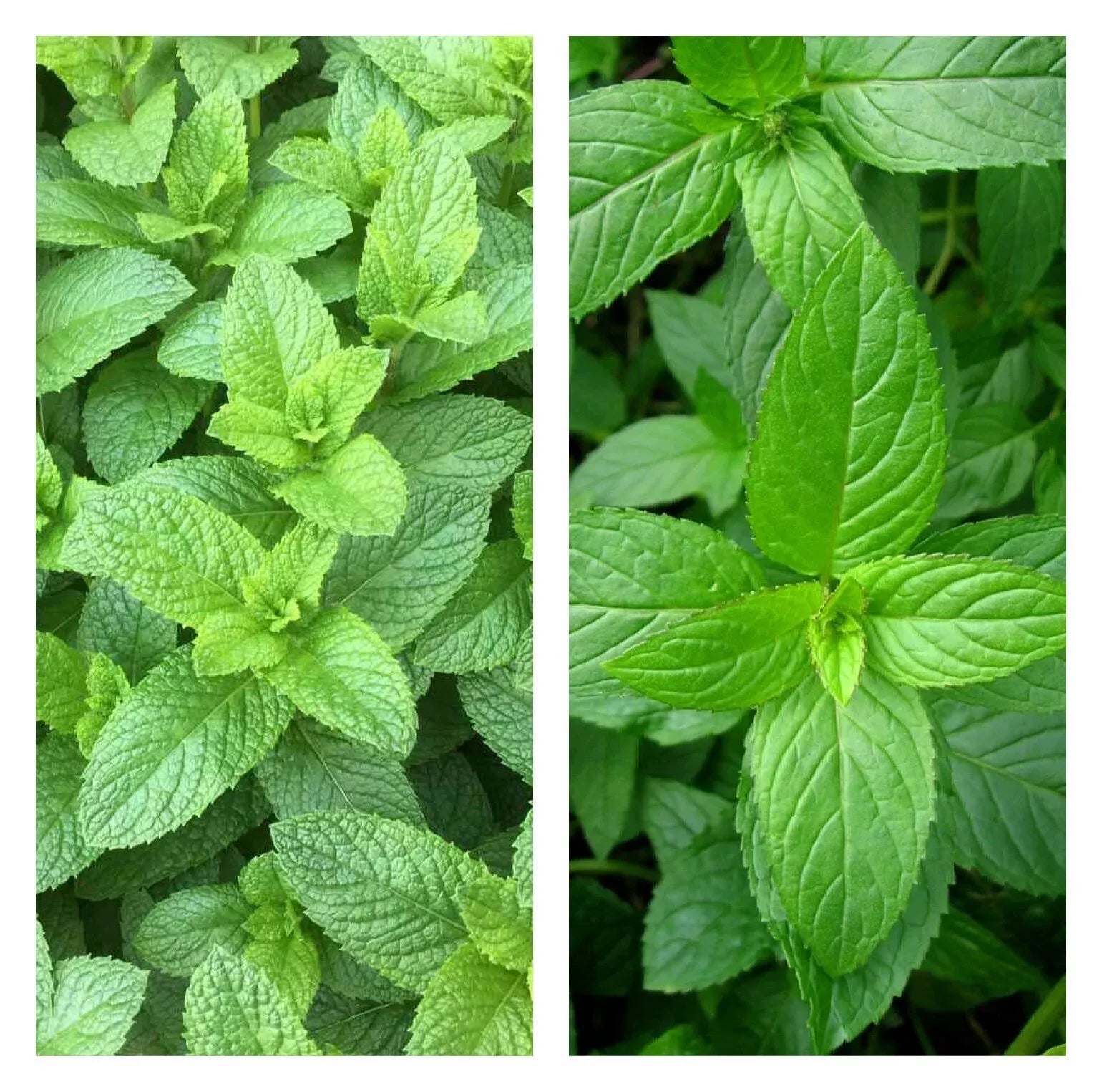Mixed Mint Seeds 500+ Peppermint & Spearmint Herbs, Non-GMO Heirloom, Organic Culinary Garden Planting