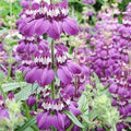 Chinese Houses Wildflower Seeds - 500 Non-GMO Pollinator Attractor - Shade or Sun - Collinsia heterophylla