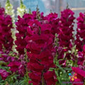 Maryland Royal Burgundy Snapdragon Seeds - 1000+ Premium Seeds for Garden - Antirrhinum majus