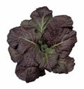 Red Giant Mustard Seeds - 1500 Non-GMO Heirloom Seeds - Brassica juncea - USA Seller