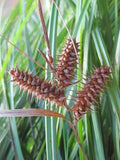 Deflexed Bottle Brush Sedge Seeds - 50 Seeds - Carex retrorsa - Native Wetland Plant for Landscaping and Erosion Control