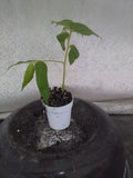 Real Strawberry Tree Plant 4" Pot Muntingia Calabura Fast-Growing Fruiting Tree Tropical Berry Plant
