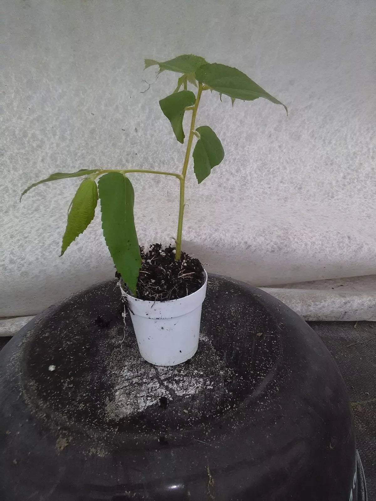 Real Strawberry Tree Plant 4" Pot Muntingia Calabura Fast-Growing Fruiting Tree Tropical Berry Plant