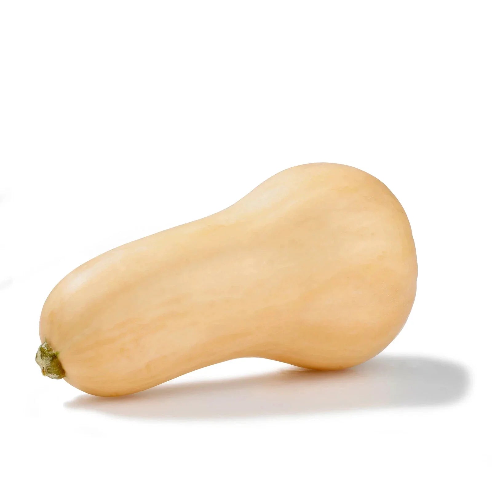 Butternut Squash Seeds - 10 Vegetable Seeds - Cucurbita moschata - Free USA Shipping