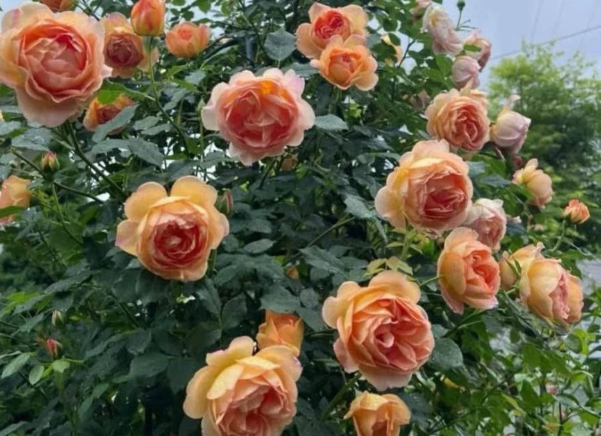 English Shalott Rose Cuttings, 3 Fresh Cuttings, Pink Varieties, Perennial Flowering Plant, Allium ascalonicum
