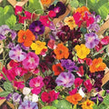 Climbing Vine Seeds Mix - 200 Seeds - Morning Glory, Nasturtium, Black Eyed Susan, Sweet Pea - Garden Variety
