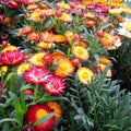 Fresh Strawflower Seeds - 20 Count - Colorful Dried Flower Variety - Helichrysum bracteatum - Free USA Shipping