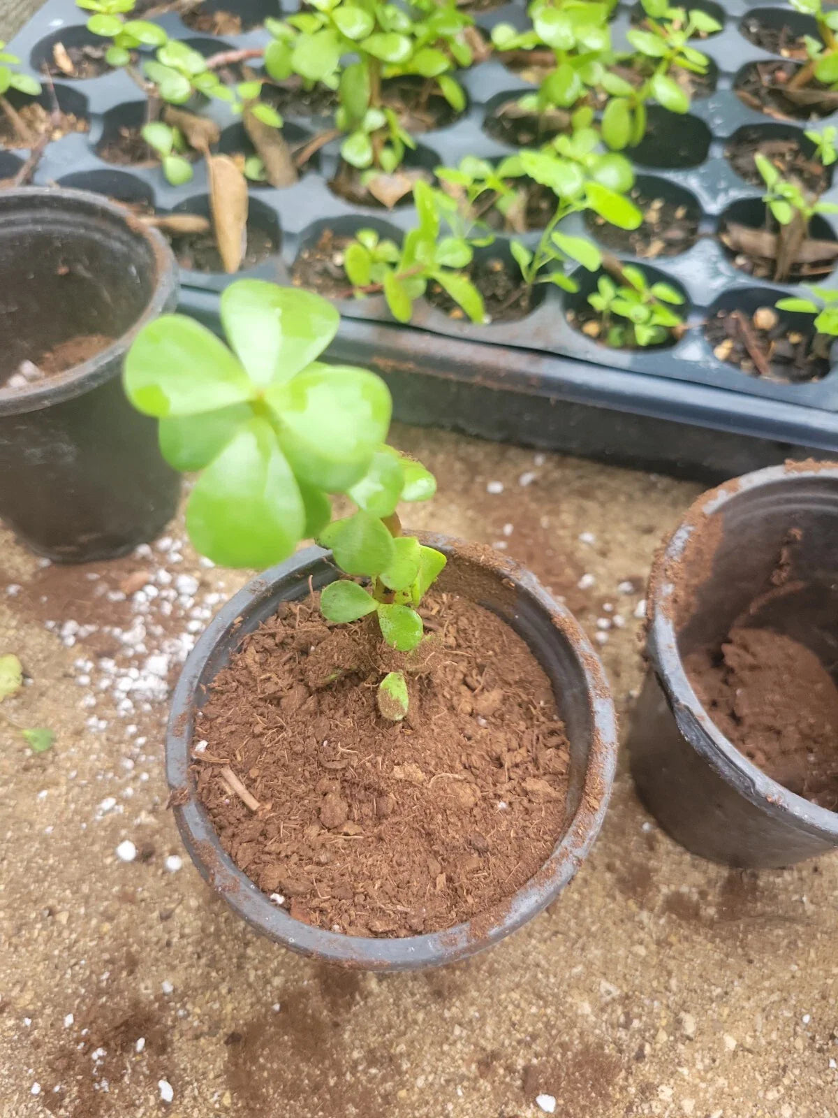 Elephant Bush Jade Plant 2" Green Rooted Portulacaria afra