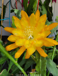 Epiphyllum Going Bananas Orchid Cactus - 4 Inch Pot - Well Rooted - Exotic Houseplant for Indoor Gardening