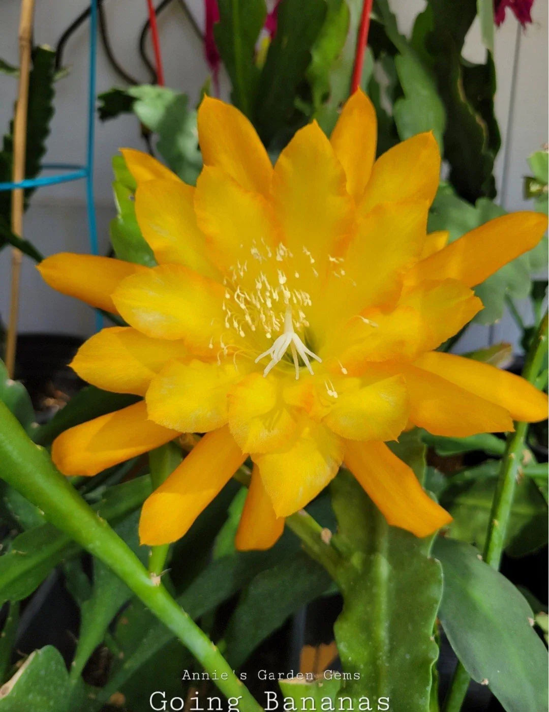 Epiphyllum Going Bananas Orchid Cactus - 4 Inch Pot - Well Rooted - Exotic Houseplant for Indoor Gardening