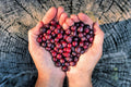 Huckleberry Seeds for Planting 30 Non-GMO Fruit Seeds Vaccinium spp.