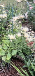Rare White/Pink Chrysanthemum Live Plant 10"-13" - Chrysanthemum morifolium