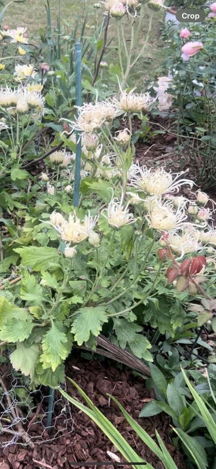 Rare White/Pink Chrysanthemum Live Plant 10"-13" - Chrysanthemum morifolium