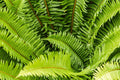 Western Sword Fern Seeds, Large 3' x 3', Hardy to -4°F, Polystichum munitum, Ideal for Gardens and Landscaping